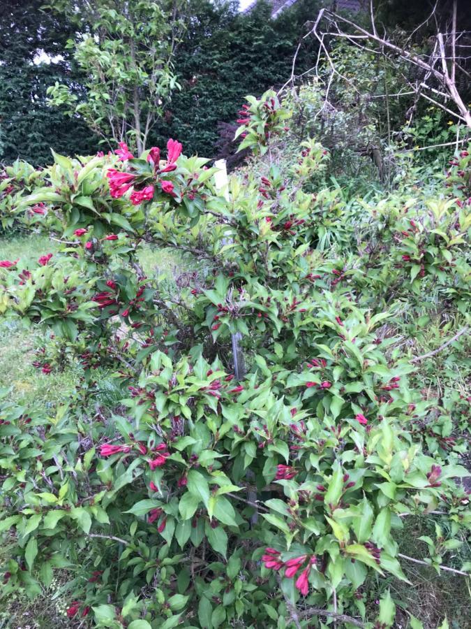 Appart Les Cerises Entre Strasbourg Et Haguenau Bischwiller Luaran gambar